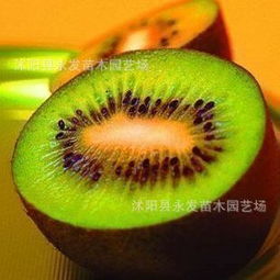 紅陽獼猴桃苗批發(fā)與市場行情全解析