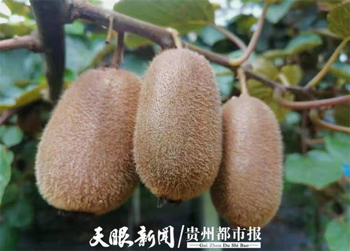 貴州修文7萬噸獼猴桃開啟網(wǎng)絡預售，電商賦能拓寬“黃金果”出山路
