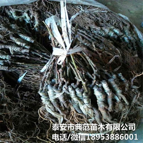 布魯諾獼猴桃苗市場(chǎng)全解析 銷(xiāo)售渠道、價(jià)格與產(chǎn)業(yè)發(fā)展